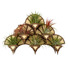 Load image into Gallery viewer, Living Wall Air Plant Holders | The Fan