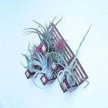 Load image into Gallery viewer, Living Wall Air Plant Holders | The Diamond