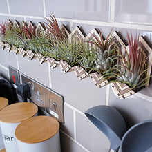 Load image into Gallery viewer, Air plant holders on a kitchen wall