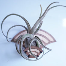 Load image into Gallery viewer, Growsaic Art Deco Living Wall Air Plant Holders | The Rainbow
