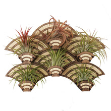 Load image into Gallery viewer, Growsaic Art Deco Living Wall Air Plant Holders | The Rainbow