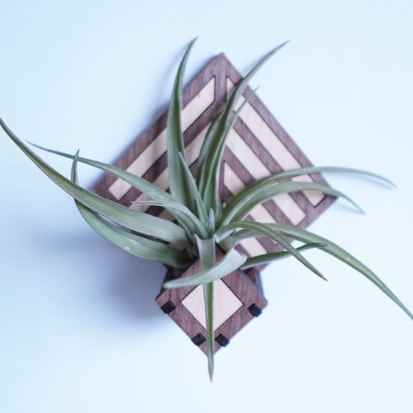 air plant stand holder Living Wall Air Plant Holders