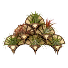 Load image into Gallery viewer, Living Wall Air Plant Holders | The Fan
