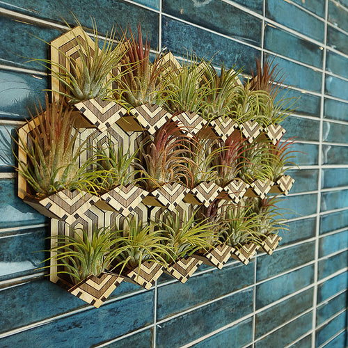 Air Plant Holders displayed interlocking on a wall.