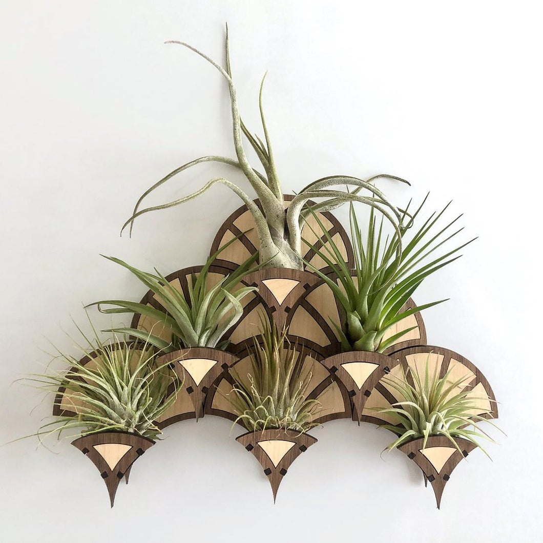 Living Wall Air Plant Holders | The Fan